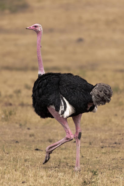 istock Ostrich in the Serengeti 1456430922