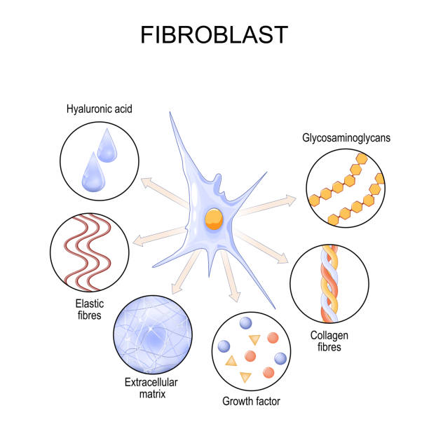 fibroblastów. struktura i funkcja komórki. - hydrolysis stock illustrations