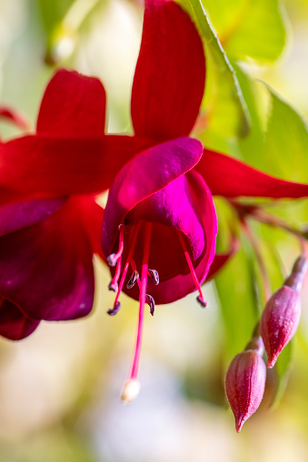 Closeup beautiful buds and flower of red Fuchsia, background with copy space, full frame horizontal composition