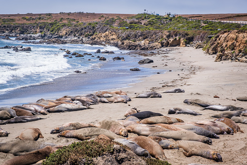 Northern Elephant Seals along the California coastline at Piedras Blancas Rookery. Once thought to be extinct in the 1800's, Northern Elephant Seals are the largest seal in North Hempisphere.