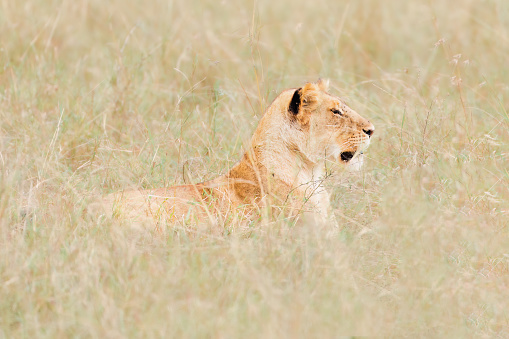 A lion resting on the plains of the Serengeti