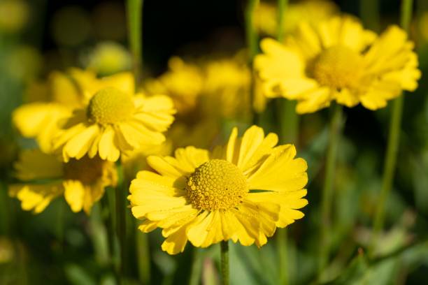 istock Yellow helenium flower in the garden 1456435422