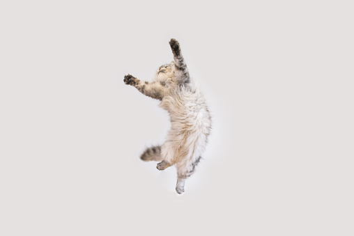 A grey and white Siberian cat jumps in front of a plain white background.