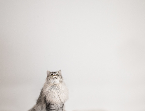 A grey and white fluffy Siberian cat looks up to a large copy space.