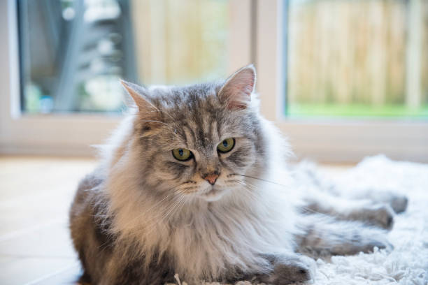 istock Fluffy Domestic Cat Indoors 1456436879