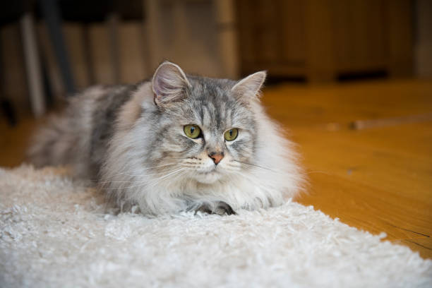 istock Fluffy Domestic Cat Indoors 1456436903