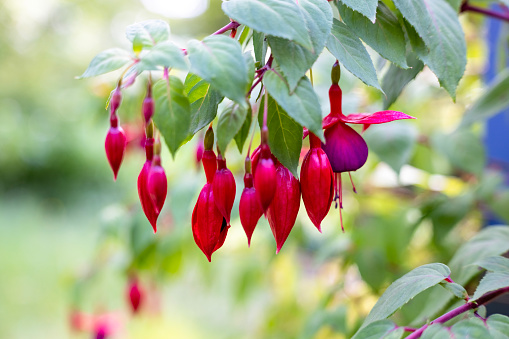 Beautiful buds and flowers of red Fuchsia, background with copy space, full frame horizontal composition