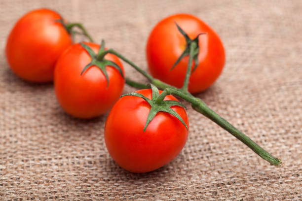 istock branch of fresh tomatoes on sacking 1456437301