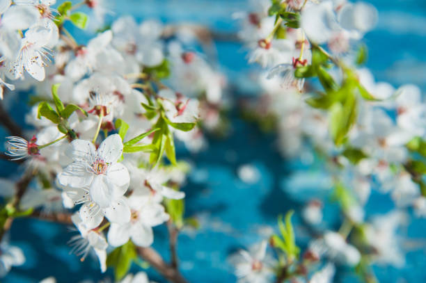 Blooming spring trees on blue rustic wooden table close up. Springtime greeting card and copy space.