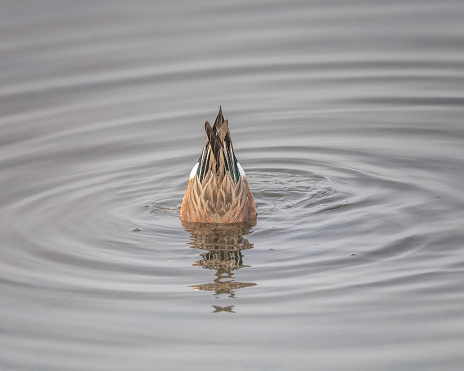 An American Wigeon (Mareca americana) dips underneath the water searching for food 
at the Bolsa Chica Ecological Reserve in Huntington Beach, CA.