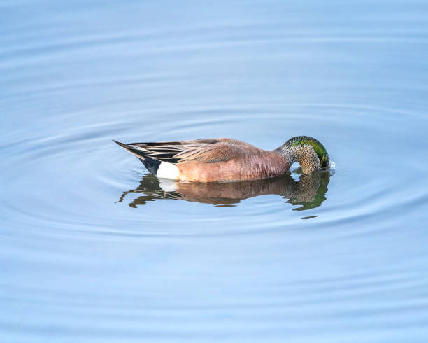 istock American Wigeon at Bolsa Chica 1456438663