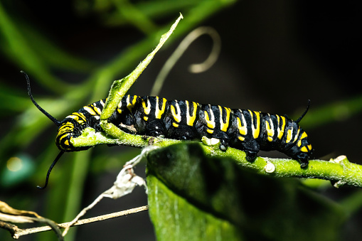 A monarch butterfly caterpiller eating a milkweed plant.