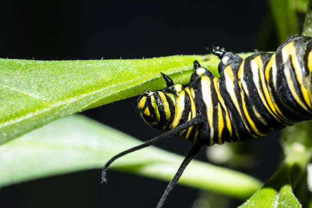 istock monarch butterfly caterpiller 1456440769