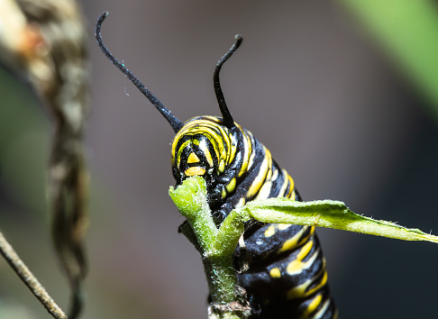 A monarch butterfly caterpiller eating a milkweed plant.