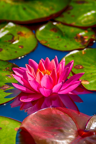 rosa lillypads in ruhigem blauem wasser - lillypad lily water lily water stock-fotos und bilder