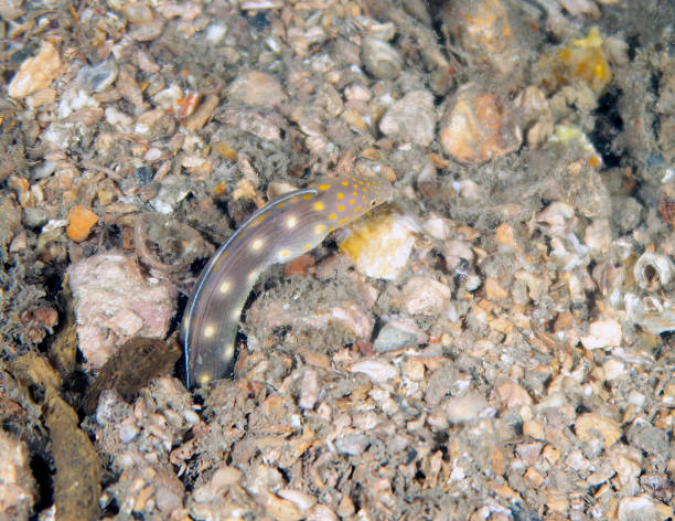 istock A Sharptail Eel (Myrichthys breviceps) in Florida, USA 1456440795