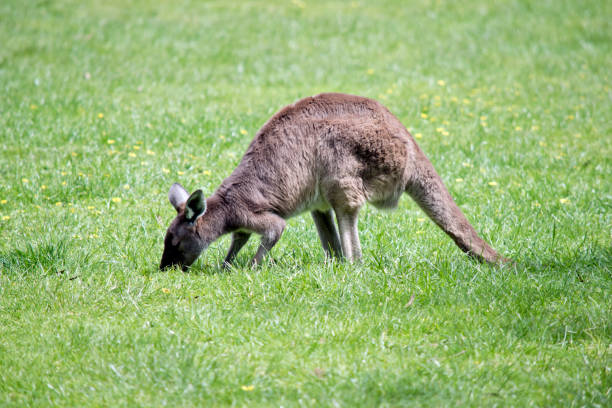istock kangaroo with joey in pouch 1456440851
