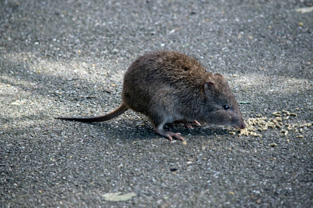 to jest widok z boku na potoroo, małego torbacza - potoroo zdjęcia i obrazy z banku zdjęć