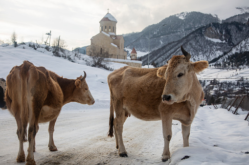 Two cows on the background of an old church on the streets. Rural environment in Mestia, Georgia