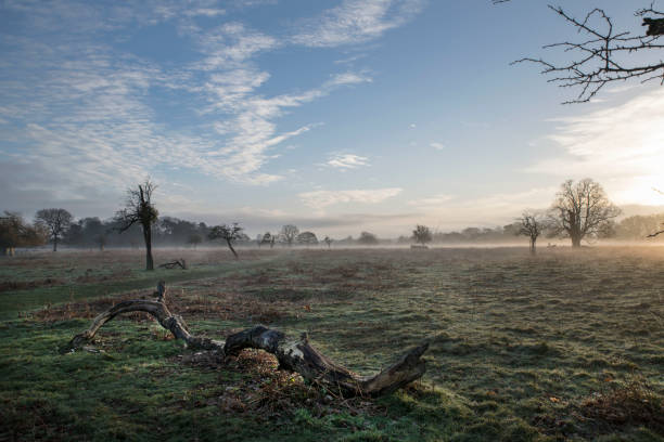 istock sun is rising over Bushy Park 1456445359