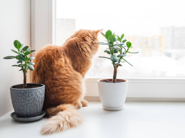 Curious ginger cat sits on window sill with two succulents while snow is falling outside. Comfort at home with fluffy pet and house plants at cold season. Curious ginger cat sits on window sill with two succulents while snow is falling outside. Comfort at home with fluffy pet and house plants at cold season. crassula stock pictures, royalty-free photos & images