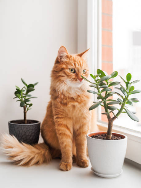 istock Curious ginger cat sits on window sill with two succulents while snow is falling outside. Comfort at home with fluffy pet and house plants at cold season. 1456447541