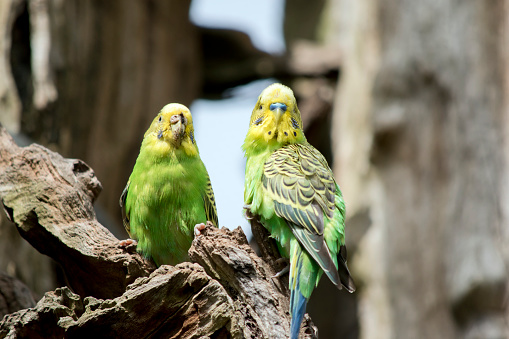 this is a male and female parakeet sitting on a tree stump