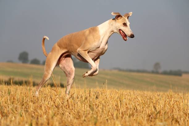 a Beautiful brown galgo is jumping in a stubble field stock photo