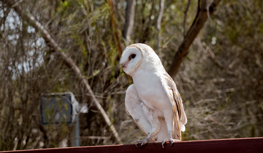 The barn owl is a medium-sized, pale-coloured owl with long wings and a short, squarish tail. It has a heart shape white face