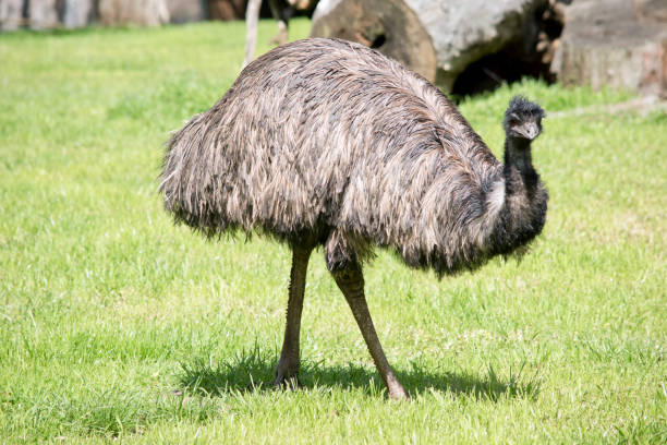 istock the emu is walking across a field 1456450075