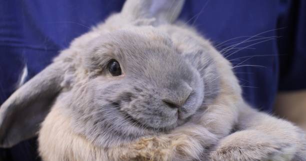 istock A gray rabbit lowered one ear down while sitting in the arms of a veterinarian's assistant. A cute fluffy rabbit is surprised and confused by a visit to the veterinary clinic. 1456451545