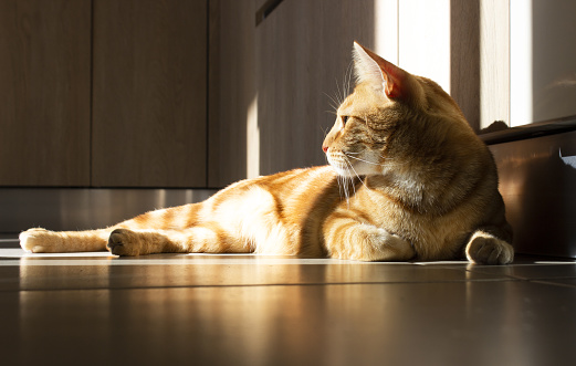 Giger tabby cat lying on the floor at home with shadows. Concept of home of live of domestic pets, per lovers