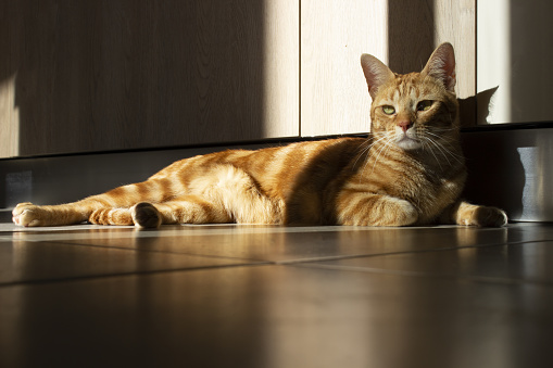 Giger tabby cat lying on the floor at home with shadows. Concept of home of live of domestic pets.