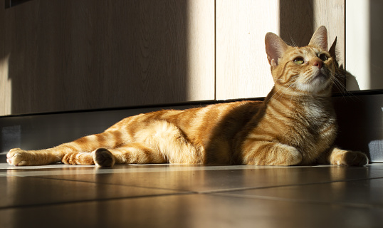 Giger tabby cat lying on the floor at home with shadows. Concept of home of live of domestic pets.