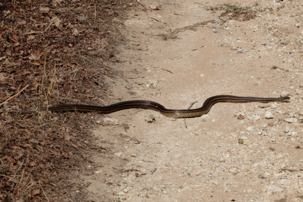 istock Viper crossing a dirt road, close-up. Danger 1456454125