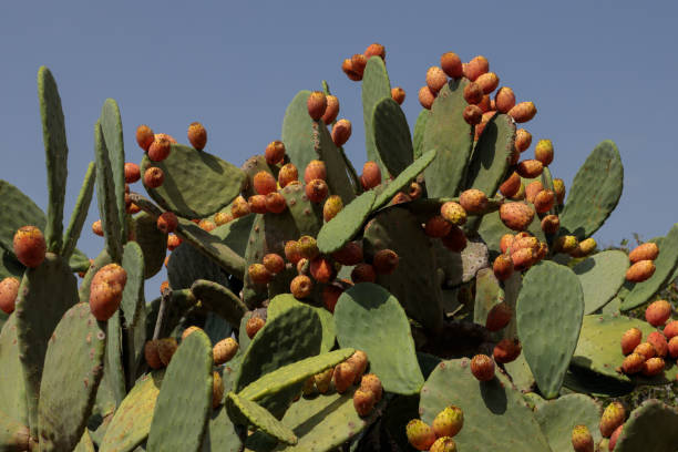 istock An Opuntia fig cactus in full fruit, its branches bending 1456454144