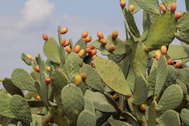 istock Fighting cactus bush, prickly pear fruit. Exoticism. 1456454148