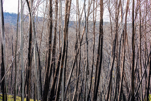 Photograph of trees burnt by severe bushfires in the Snowy Mountains in New South Wales in Australia