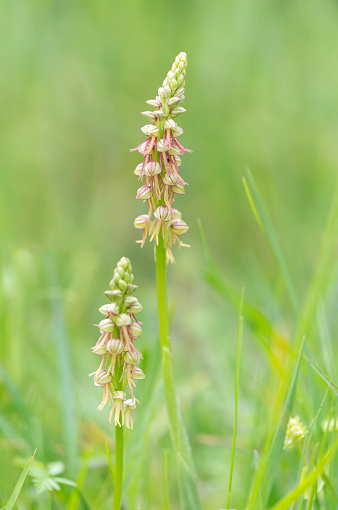 Orchis anthropophora Man orchid two flowers growing in calcareous grassland meadow in Spring in France