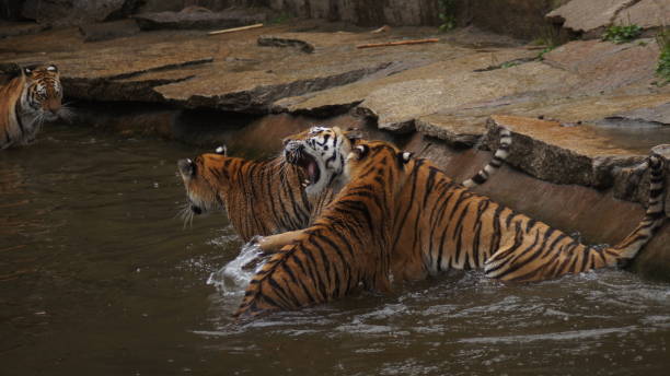 istock Tigers playing in water 1456458438