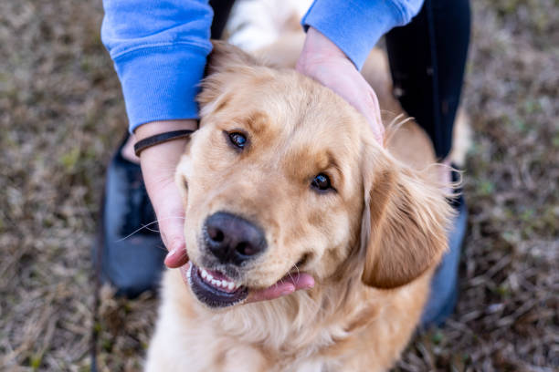 istock Golden Retriever dog. 1456458453