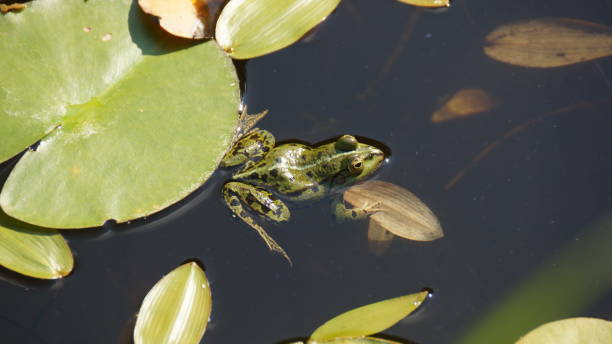 istock Green frog and lilypads 1456459097