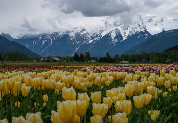 Mt T'szil and Lillies Local lily farm in Pemberton pemberton bc stock pictures, royalty-free photos & images