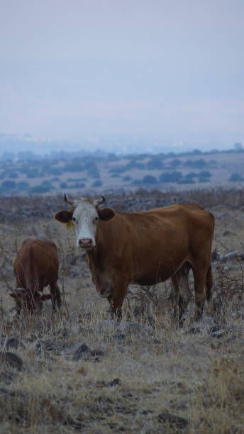istock Cow in a wild meadow 1456461263