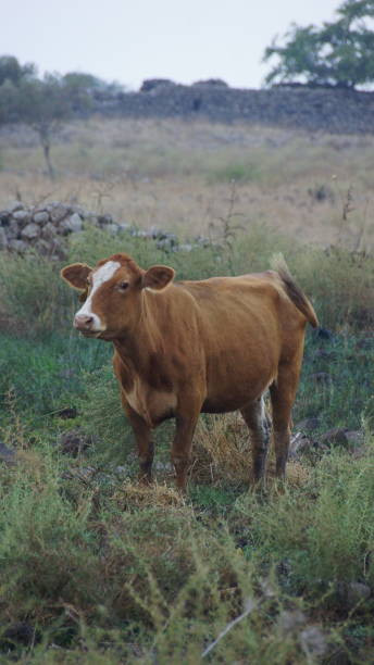 istock Cow in a wild meadow 1456461268