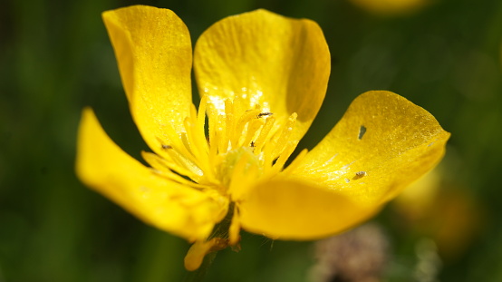 A close up of a buttercup flower