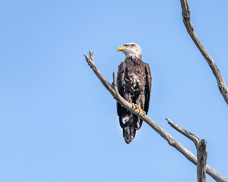 A juvenile Bald Eagle (Haliaeetus leucocephalus) perches high in a tree at the Bolsa Chica Ecological Reserve in Huntington Beach, CA.