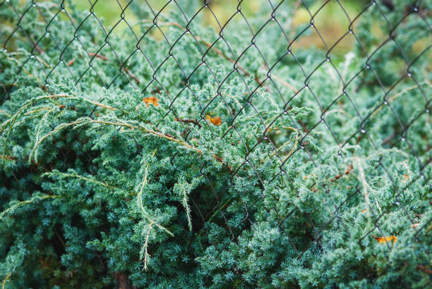 Juniperus squamata blue swede growing by net fence Juniperus squamata blue swede growing by net fence juniperus horizontalis stock pictures, royalty-free photos & images