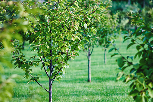 New orchard with cherry trees growing in rows