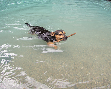 Swimming in the Rutherford river